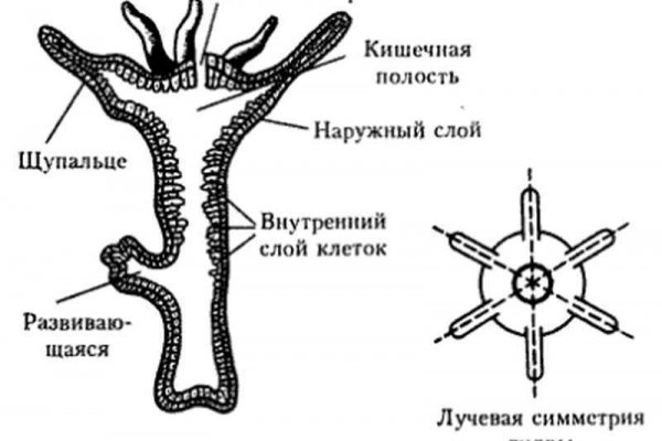 Кракен даркнет зайти