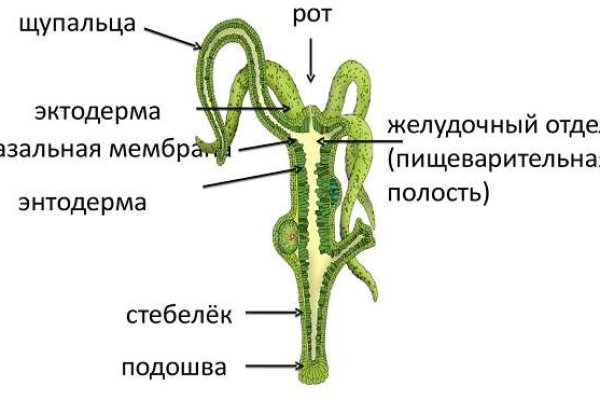 Kraken 13at сайт